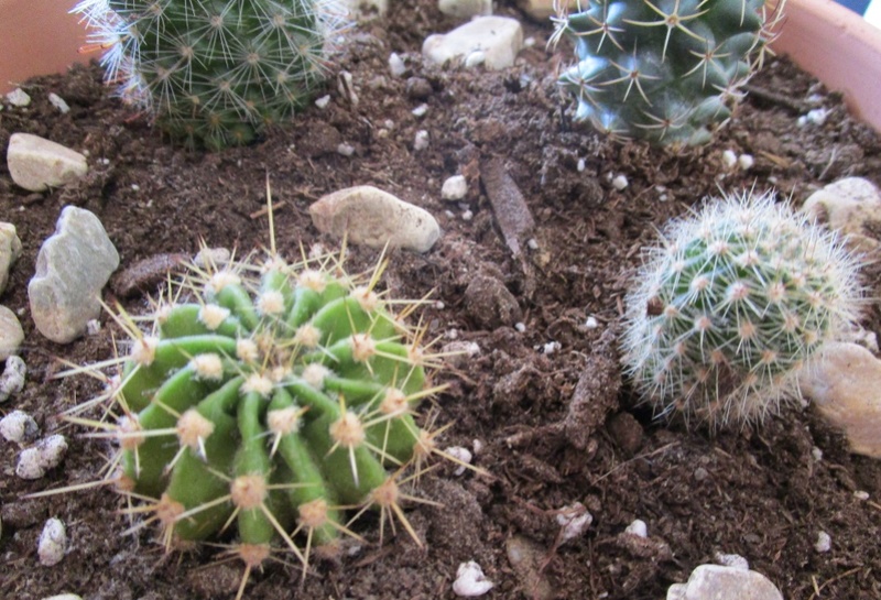 Trois cactus demandent votre aide  00111