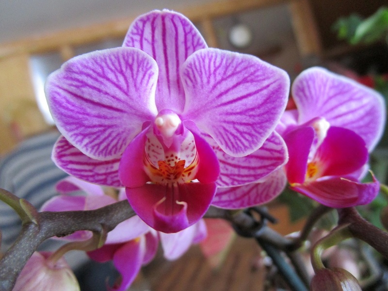 Orchidées de Lise  00113
