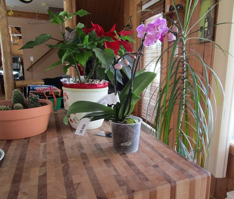Orchidées de Lise  00511