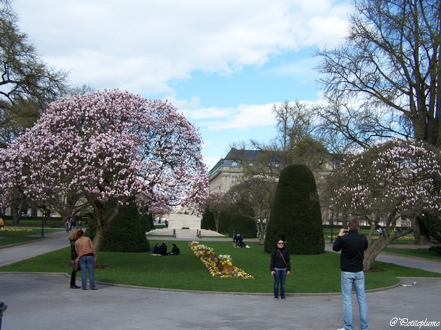 A la recherche des magnolias roses 101_0815