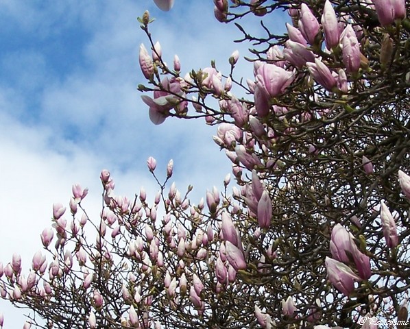 A la recherche des magnolias roses 101_0819