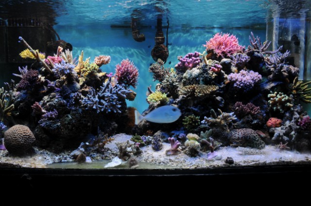 Les plus beau aquariums du forum 13_02_15