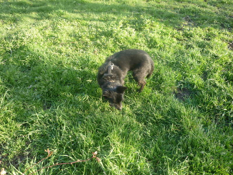 a l'Adoption Tess  petite chienne York X Cairn P1110510