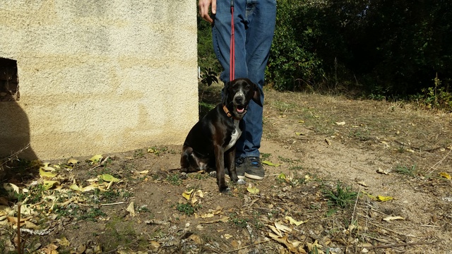 KENZA (ex Kensa), 3 ans, 12 kg, type mini braque noir/blanc d'asso Sos Décharge Corse du sud - en FA  asso La Tribu des Crocs Mignons (83)  1010