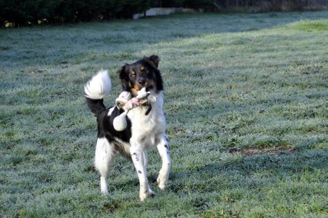 URGENT Frisbee, jeune x border/épagneul breton 17 mois - asso SOS Decharge Corse - en FA dpt 52 28168410