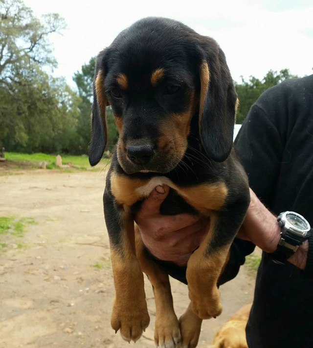 Olia, chiot femelle 3 mois type bruno du jura d'asso Sos Décharge Corse du sud -  en FA pr asso La tribu des Crocs mignons (13) 29315110