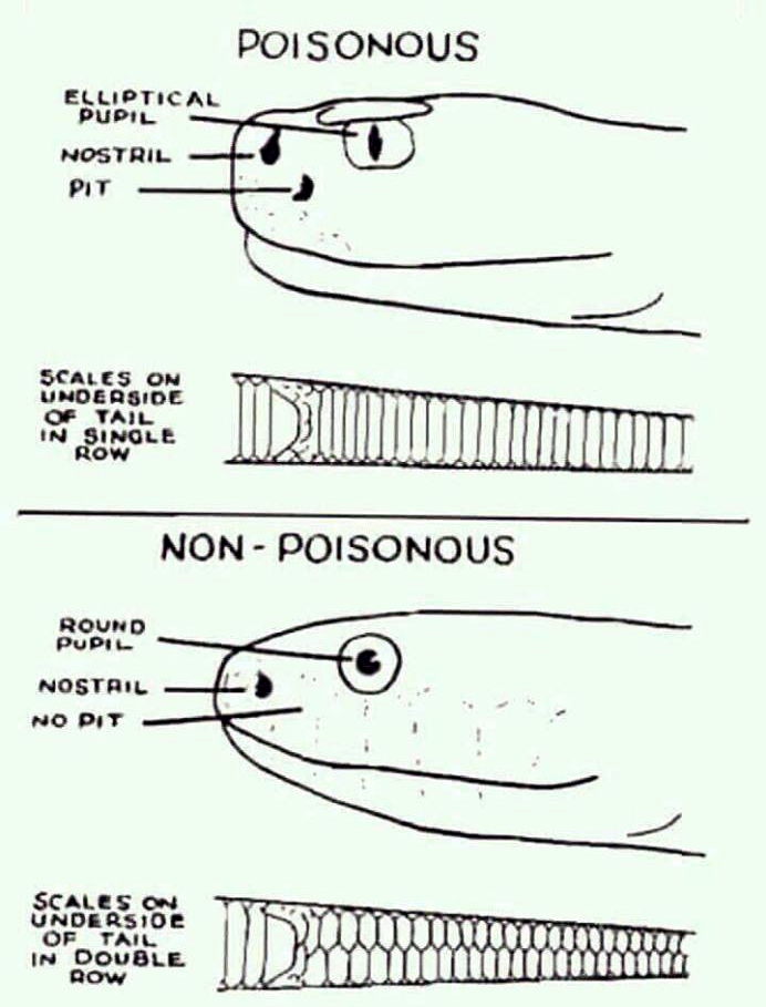 كيف تفرق بين الافعى السامة والغير سامة.وبين الأفعى والثعبان؟ 11111110