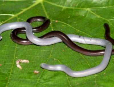 Blind Snakes الثعابين العمياء .. أصغر أنواع الثعابين في العالم  11111111