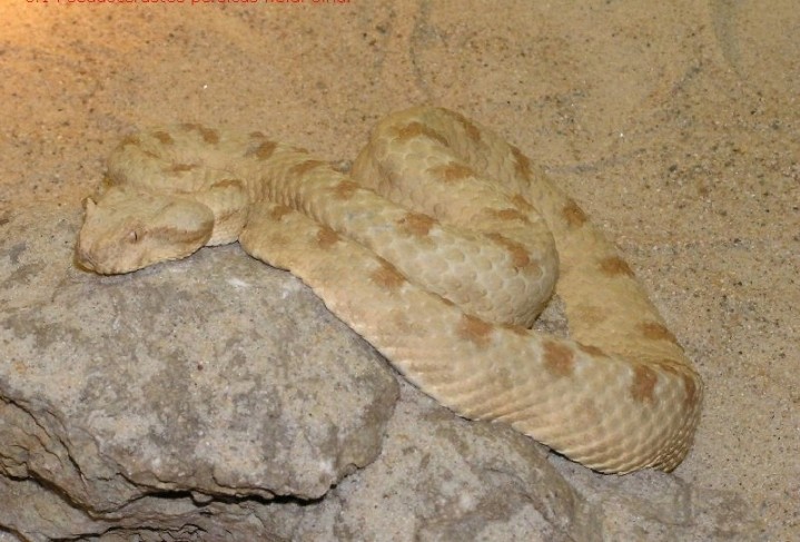 Poisonous snakes in Egypt انواع الثعابين السامة في مصر 13179810