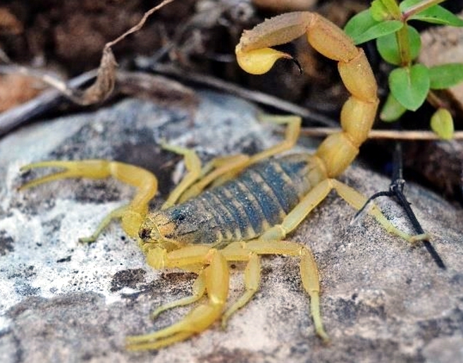 Yellow scorpion  عقرب فلسطين الأصفر (ثاني اخطر عقرب سام في العالم) 13180611