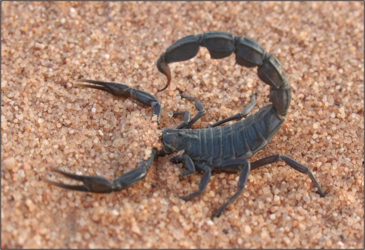    Types of scorpions  in Egypt أنواع العقارب في مصر بالصور 13180613