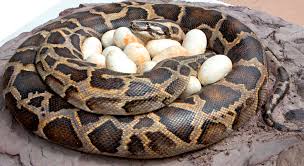 Indian python snake الأصلة الهندية 215