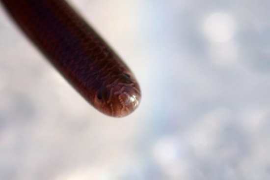 Blind Snakes الثعابين العمياء .. أصغر أنواع الثعابين في العالم  22222210