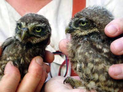 Little Owl بومة مصرية أم قويق أو الصغيرة  أو أم السهر 22222213