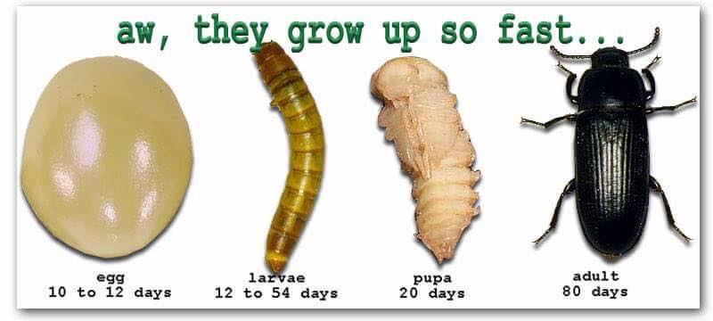 download growing mealworms download growing mealworms