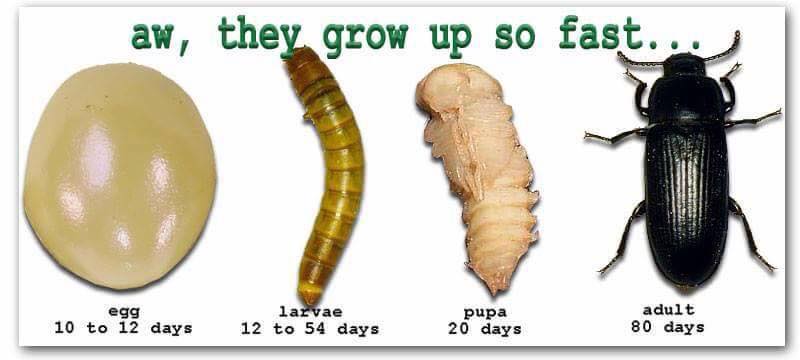 mealworm تربية الدود القبابي وطريقة عمل مزرعة دود الكمبوست  في المنزل 22519410