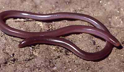 Blind Snakes الثعابين العمياء .. أصغر أنواع الثعابين في العالم  2_typh10