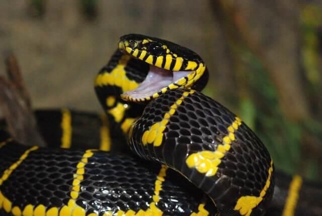 Mangrove snake  ثعبان المانجروف 311