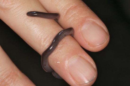 Blind Snakes الثعابين العمياء .. أصغر أنواع الثعابين في العالم  33333310