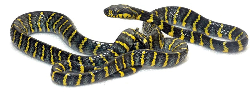 Mangrove snake  ثعبان المانجروف 411