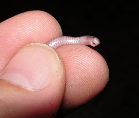 Blind Snakes الثعابين العمياء .. أصغر أنواع الثعابين في العالم  44444410