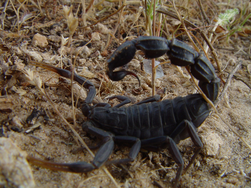 العقرب العربي سمين الذيل ( أندروكتونوس كراسيكاودا ) Androctonus Crassicauda, Arabian Fat Tailed Scorpion, Androc10