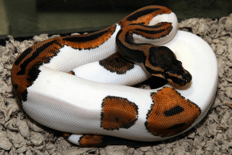 Ball Python Care sheet -  الأصلة الكروية أو  الملكية Ball_p10