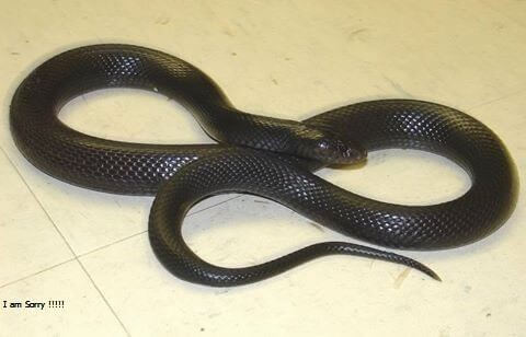 Poisonous snakes in Egypt انواع الثعابين السامة في مصر Bargel10