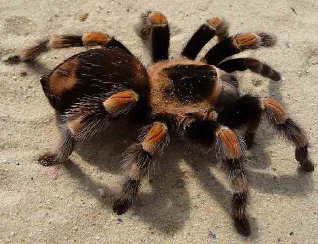 Tarantula الرتيلاء  و Wolf spider العنكبوت الذئب  (العناكب الكبيرة) Brachy10