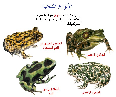 Breeding frogs at home تربية الضفادع في المنزل D8a7d910