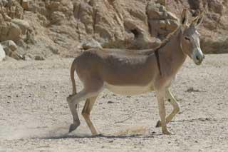donkey or ass / Equus africanus asinus الحمار النوبي Donkey10