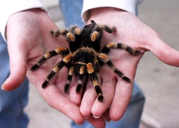 Tarantula الرتيلاء  و Wolf spider العنكبوت الذئب  (العناكب الكبيرة) Exotic10