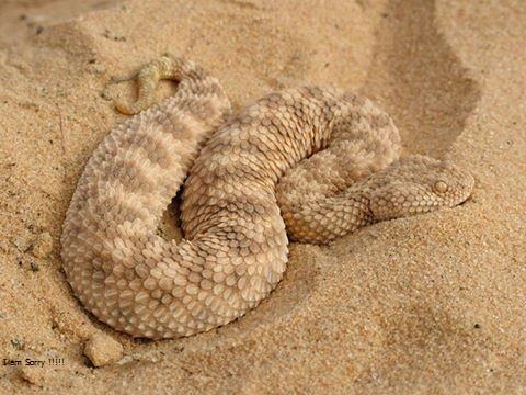 Poisonous snakes in Egypt انواع الثعابين السامة في مصر Kar10