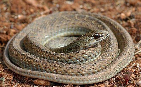 ثعبان خضاري (بالإنجليزية: Montpellier Snake) (باللاتينية: Malpolon monspessulanus)  Khadar10