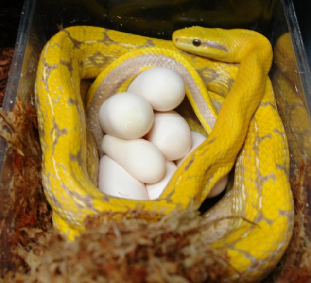 Breeding snakes تكاثر الثعابين Large410