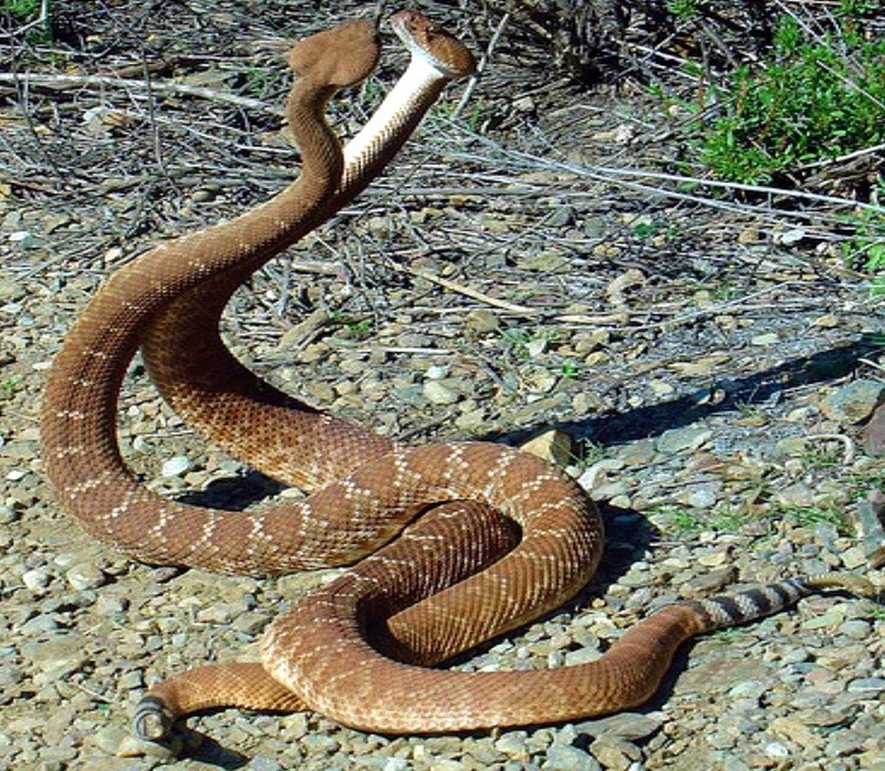 Breeding snakes تكاثر الثعابين Maxres11