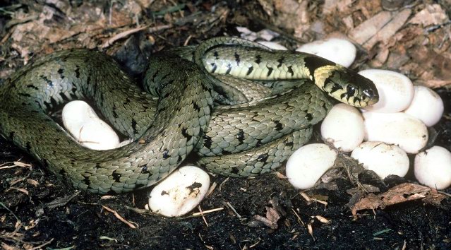 Breeding snakes تكاثر الثعابين Maxres12