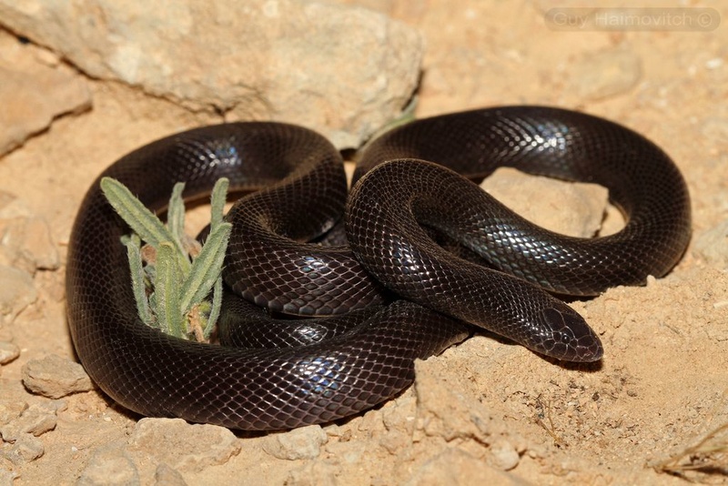 Poisonous snakes in Egypt انواع الثعابين السامة في مصر Oo-ou-10