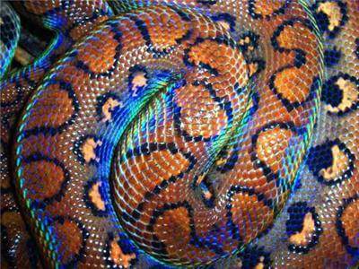 Brazilian Rainbow Boa بوا قوس قزح البرازيلية Rainbo13