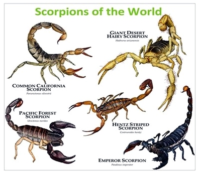    Types of scorpions  in Egypt أنواع العقارب في مصر بالصور Scorpi10