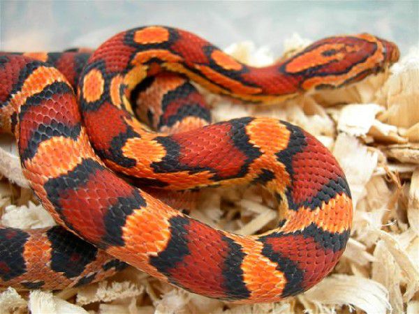 Corn Snake  ثعبان الذرة Snakes10