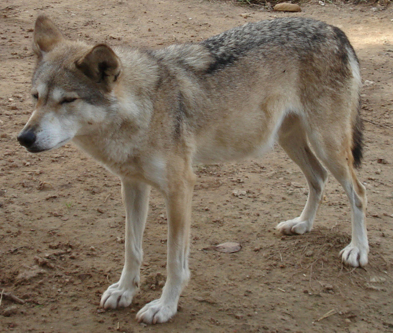 The Arabian Wolf الذئب العربي الذيب أو الديب  Tazooa10