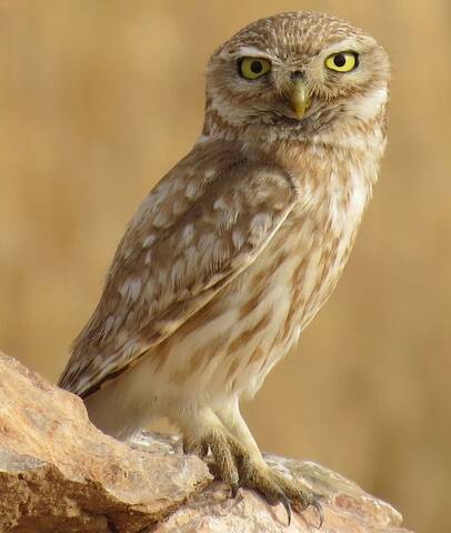 Little Owl بومة مصرية أم قويق أو الصغيرة أو أم السهر