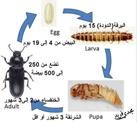 انواع دود المنزل – ووردز