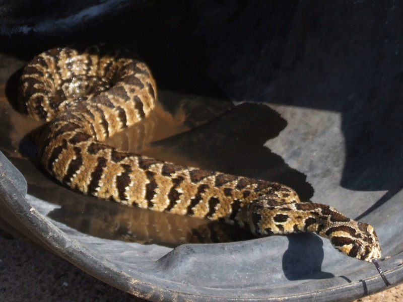 Poisonous snakes in Egypt انواع الثعابين السامة في مصر Vipera10