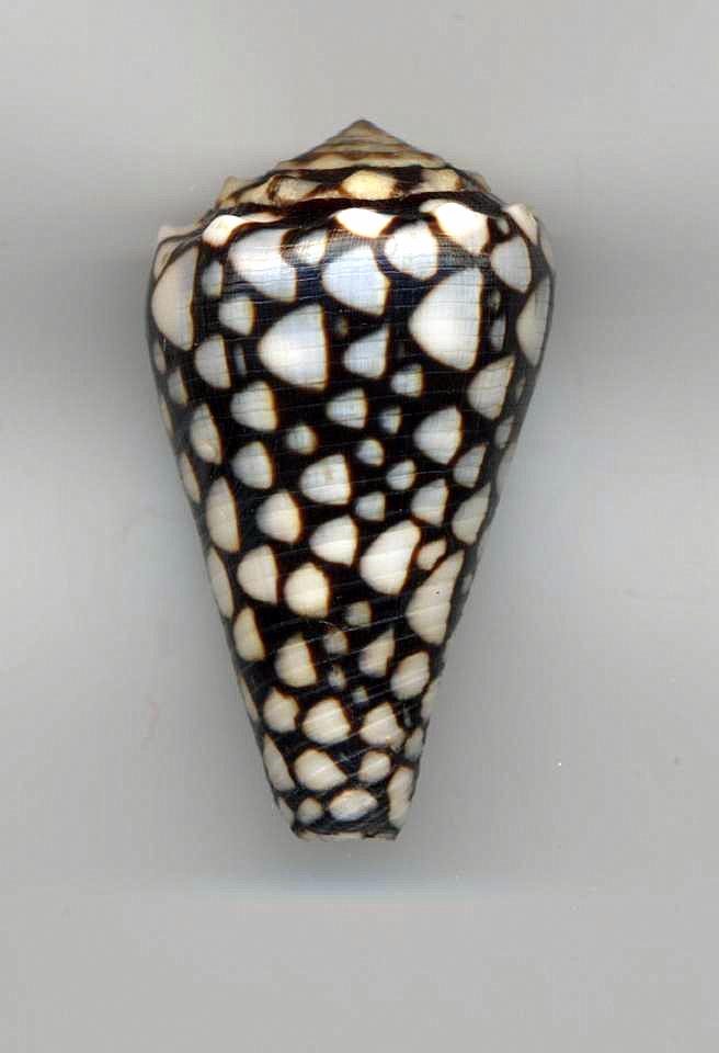 Conus (Conus) marmoreus (Linnaeus, 1758) Marmor10