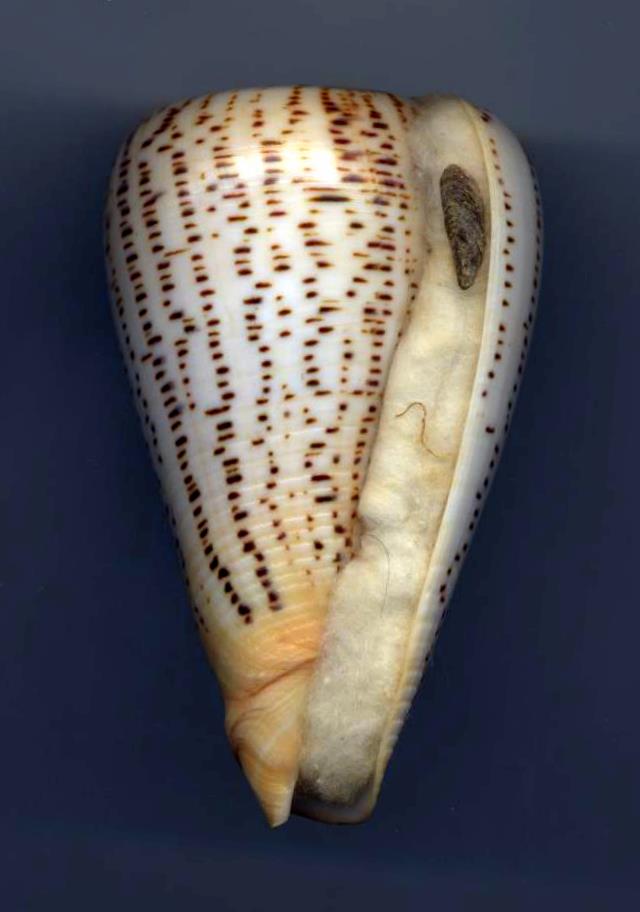 Conus (Dendroconus) suratensis  Hwass in Bruguière, 1792 Surate10