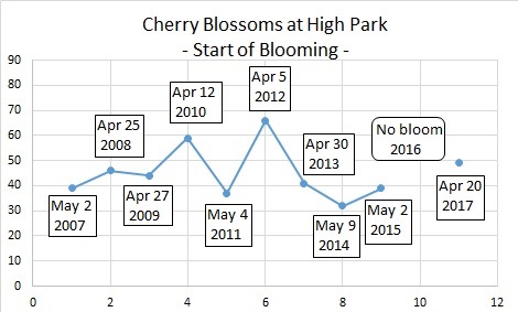 ノビーの恐れを知らぬHigh Parkの桜開花予想（最終予想）/ Nobby's Fearless Prediction of Cherry Blossoms at High Park (Final Prediction) Sakura10