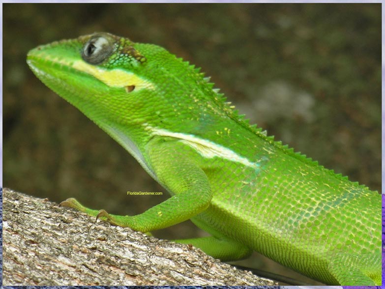 Anolis equestris Knight10