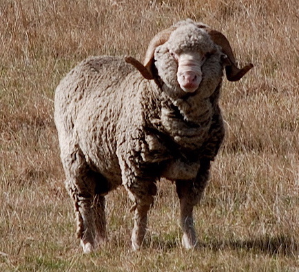 moutons - Renseignement sur les moutons Merinos Merino10